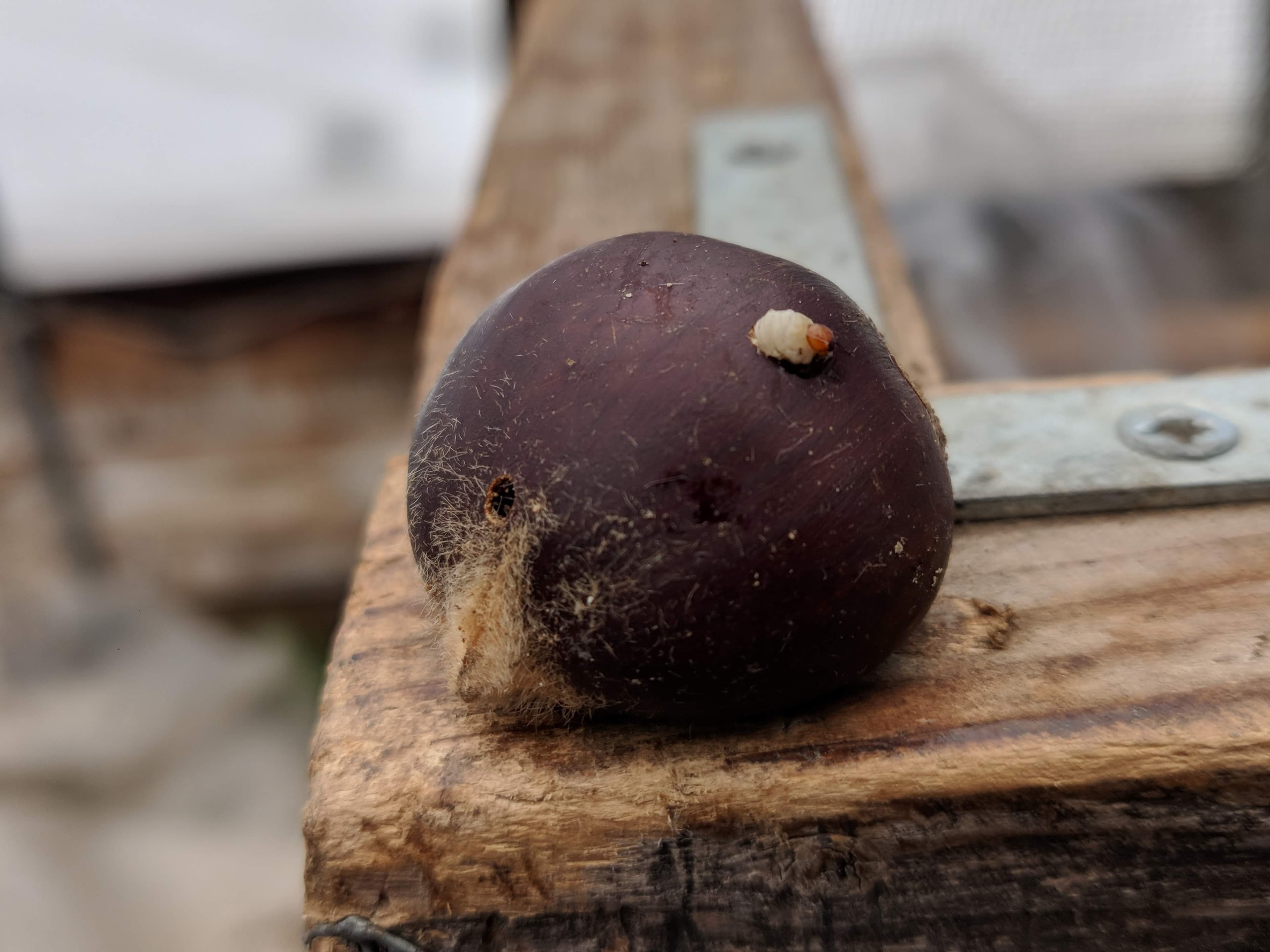 Chestnut with weevil emerging