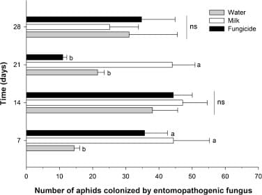 Dual role of milk on aphid and powdery mildew control in kale