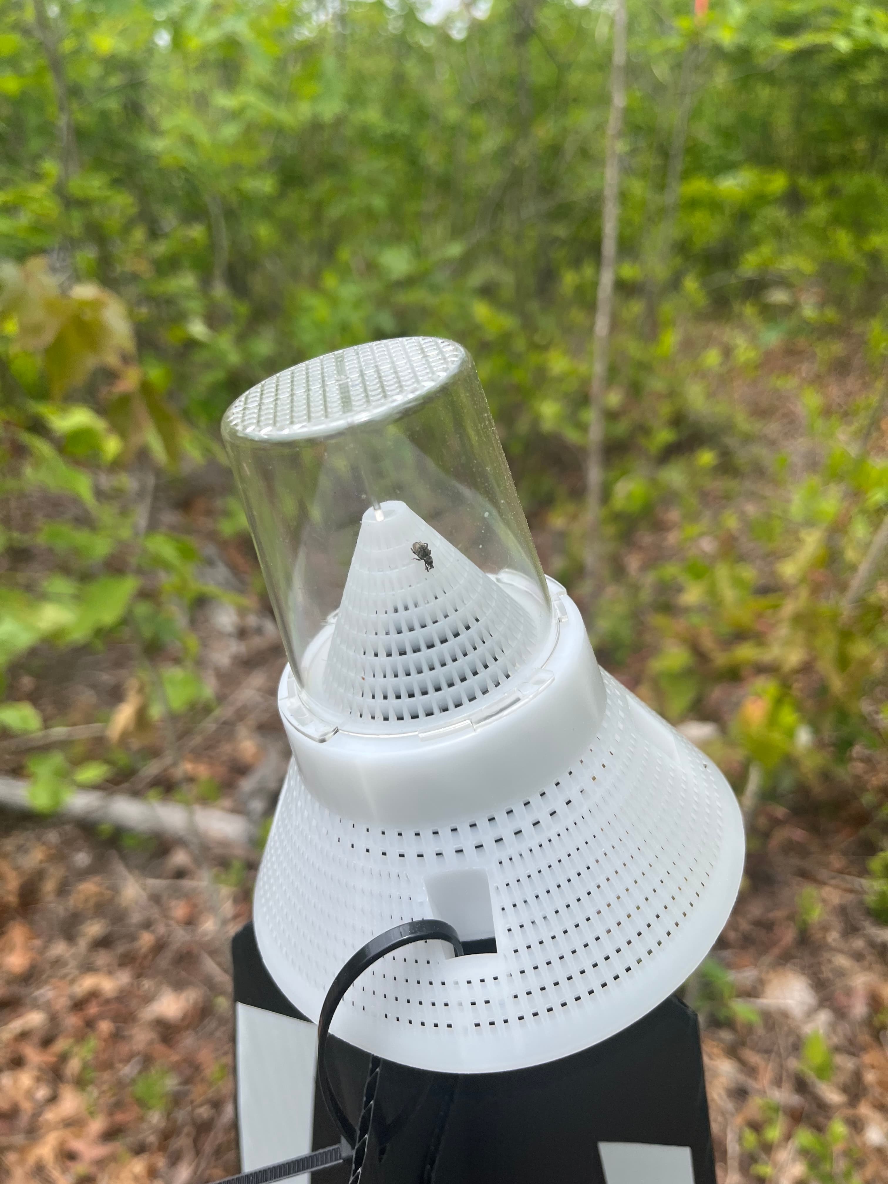 New paper: How American chestnut restoration reshapes forest insect communities
