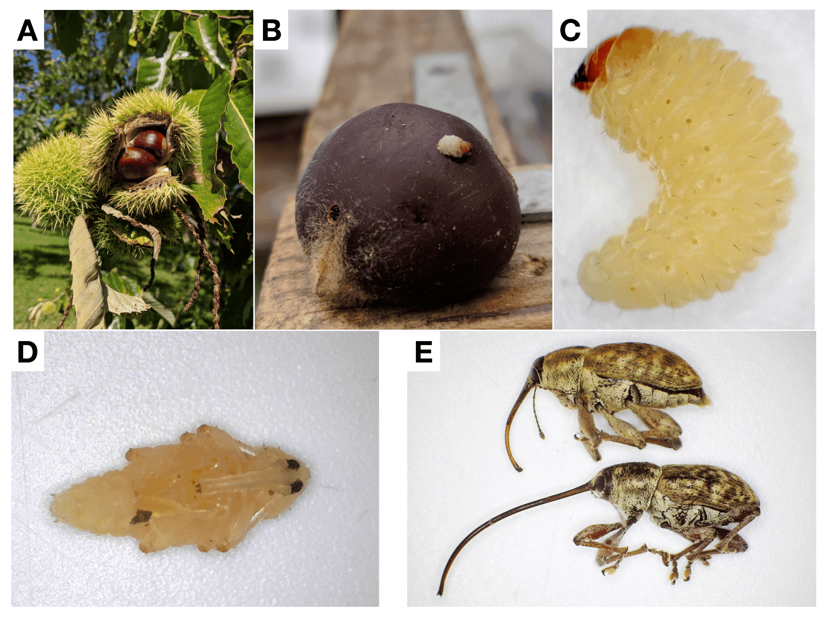 Phenology and Monitoring of the Lesser Chestnut Weevil (Curculio sayi)