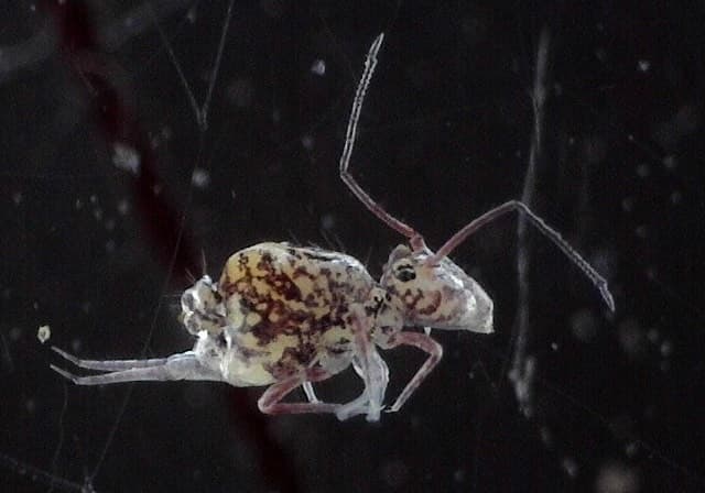 Burn Area Impacts on Arthropod Communities