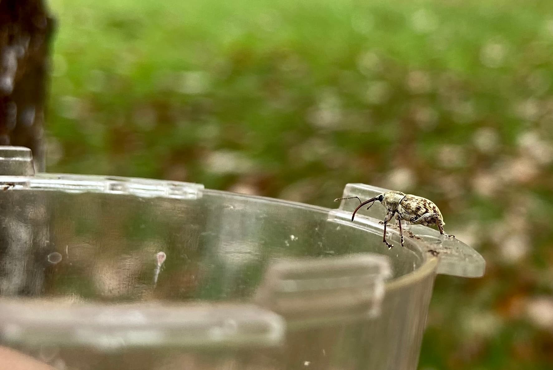 Invertebrate Management