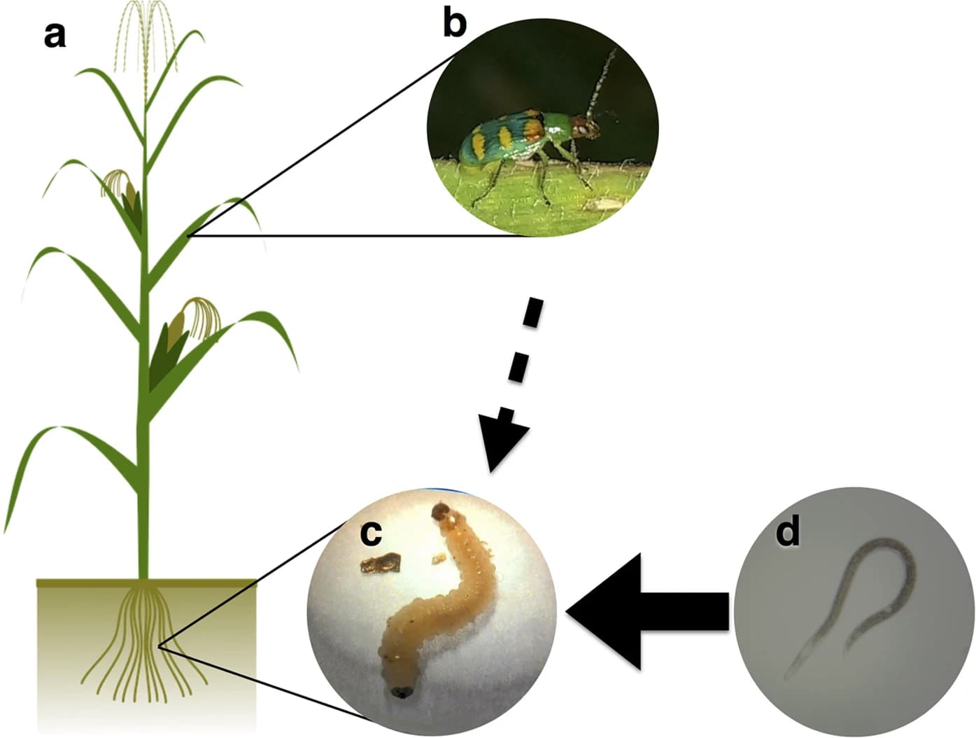 Eliciting maize defense pathways aboveground attracts belowground biocontrol agents