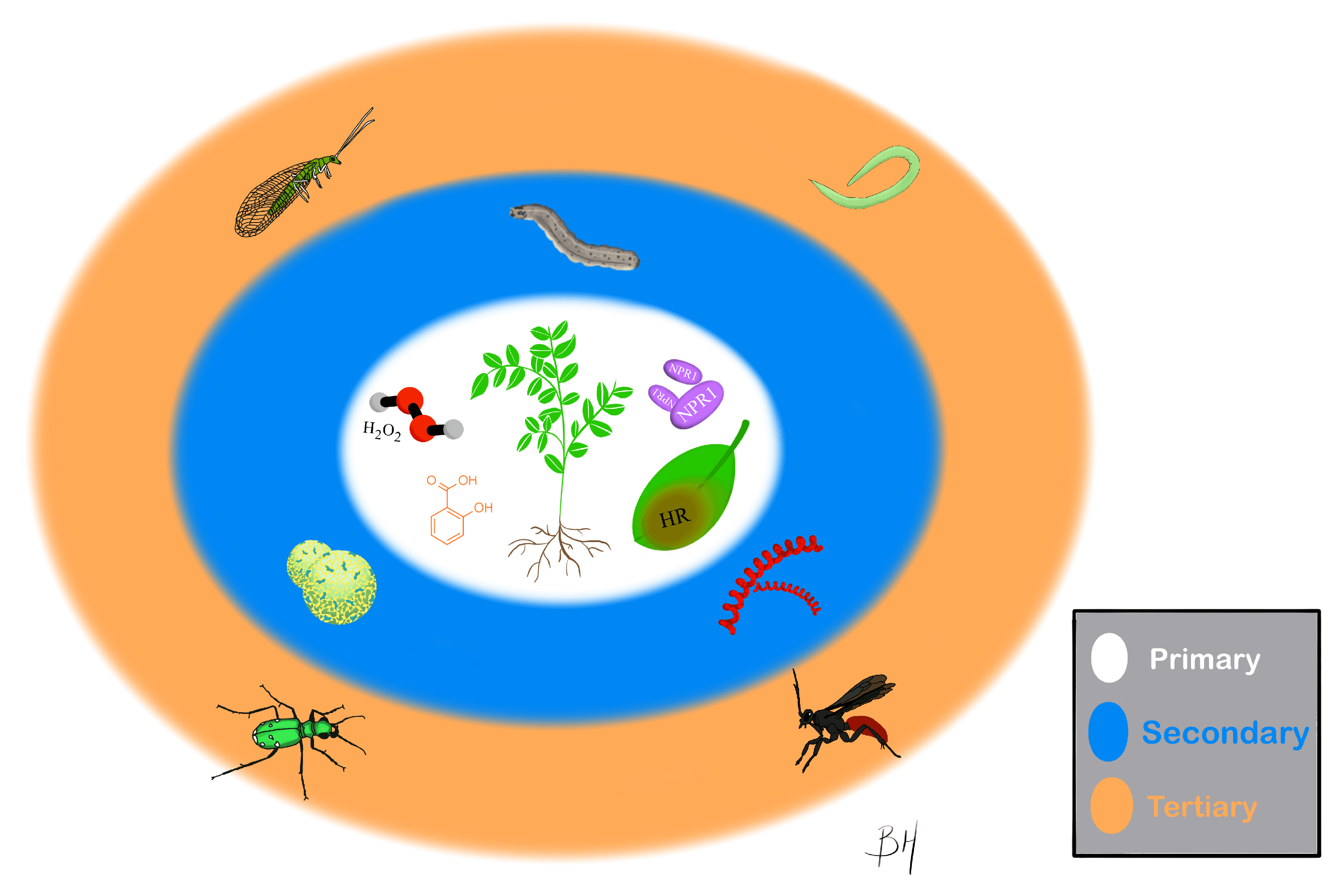 The Ecology of Salicylic Acid Signaling: Primary, Secondary and Tertiary Effects with Applications in Agriculture