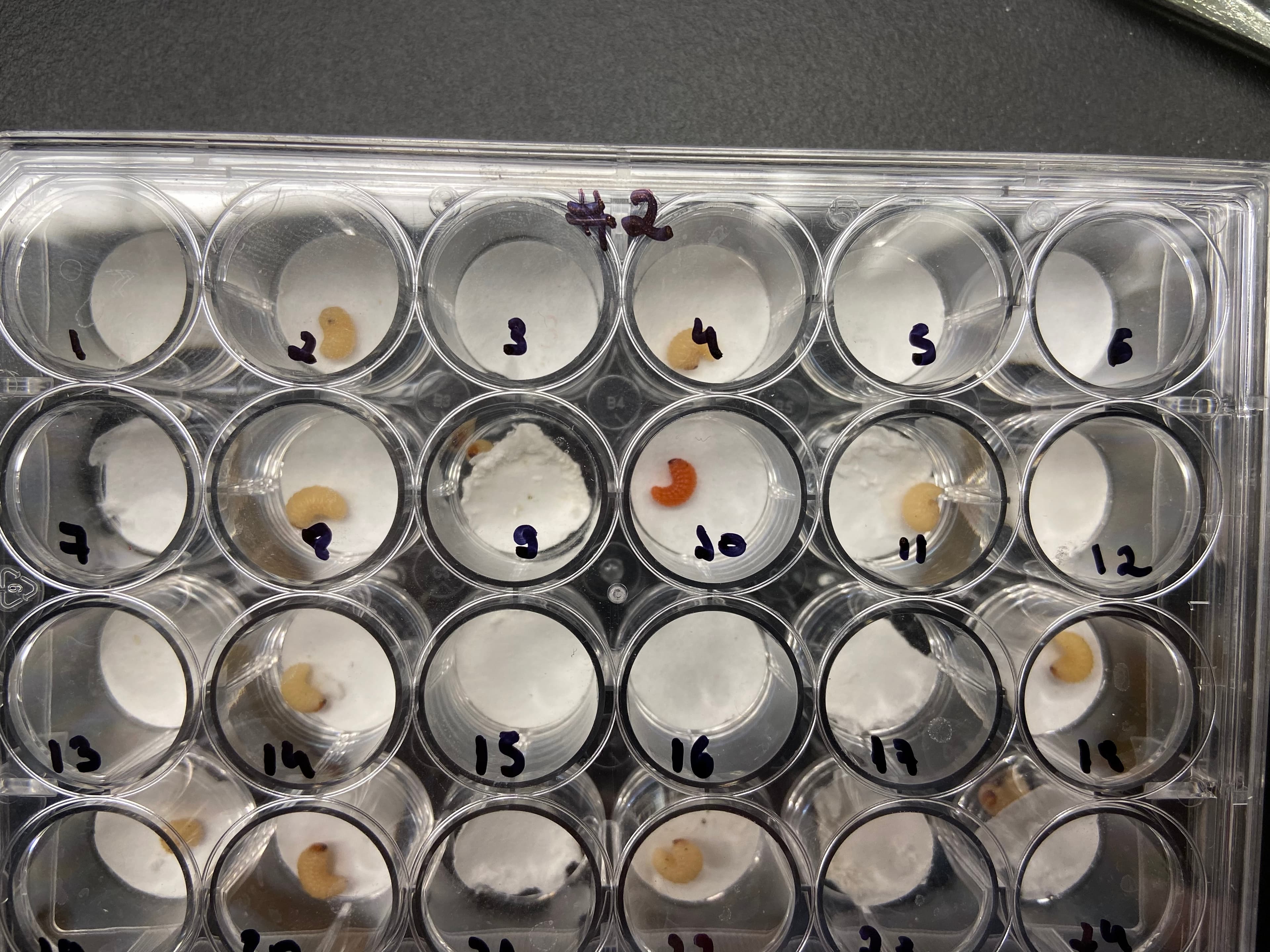 Non-lethal effects of entomopathogenic nematode infection