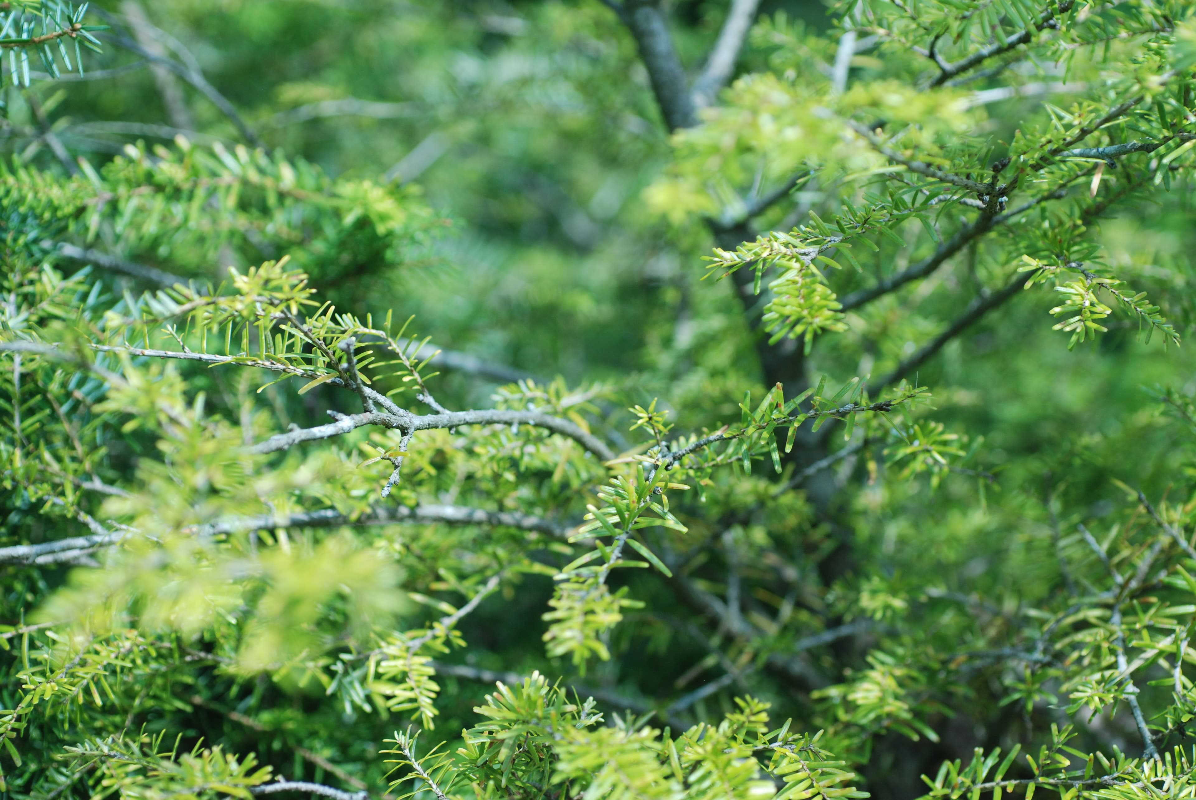 Hemlock