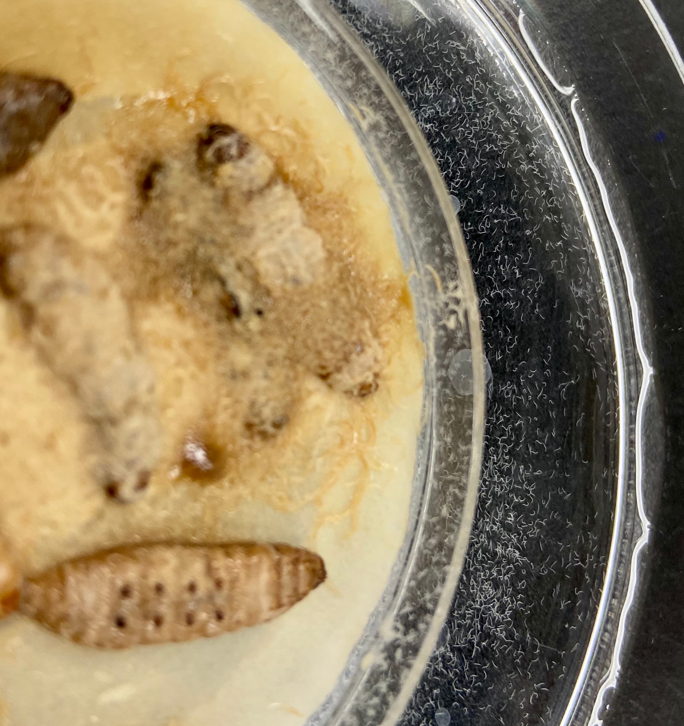 Nematode Rearing & Collection