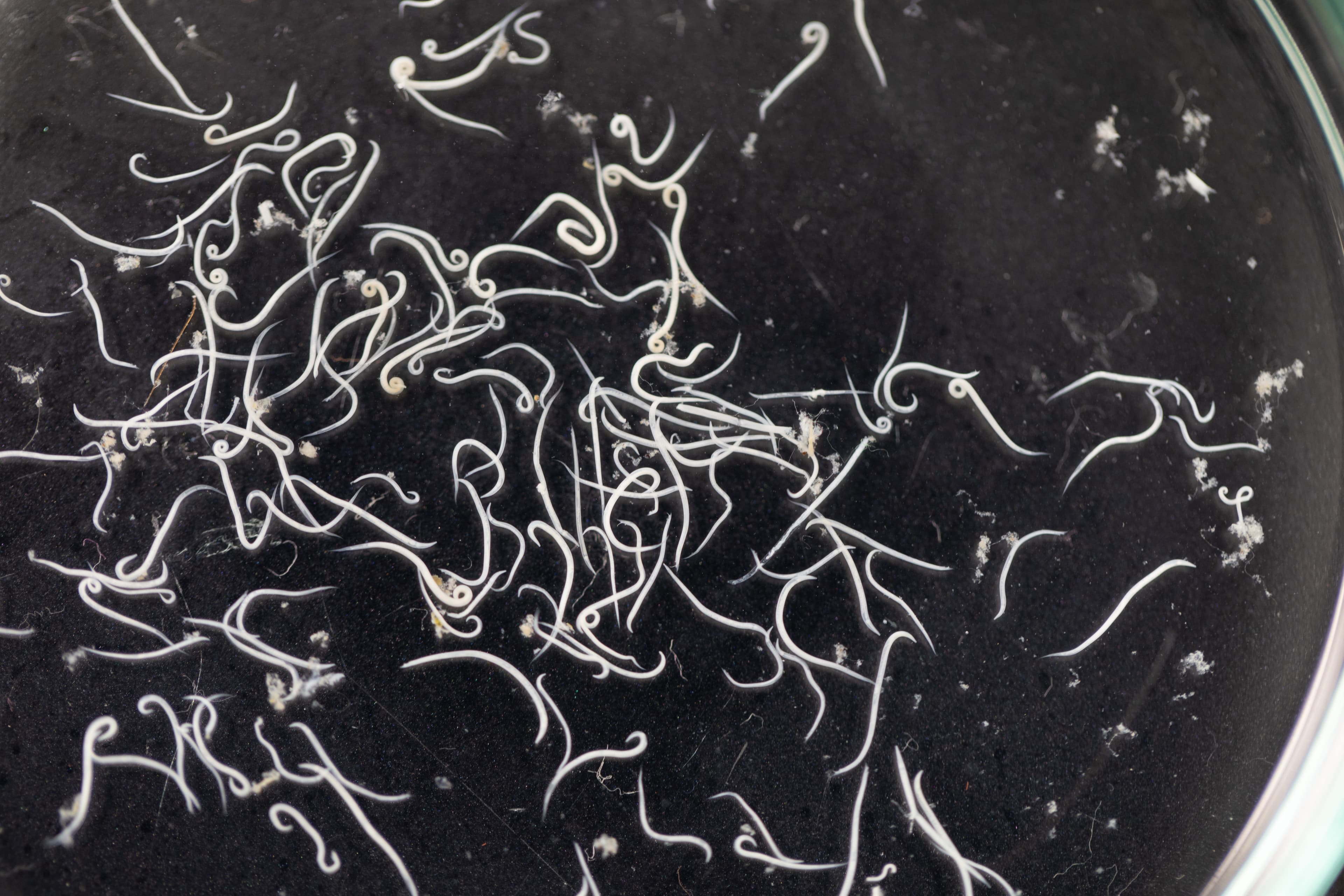 Microscopic view of nematodes