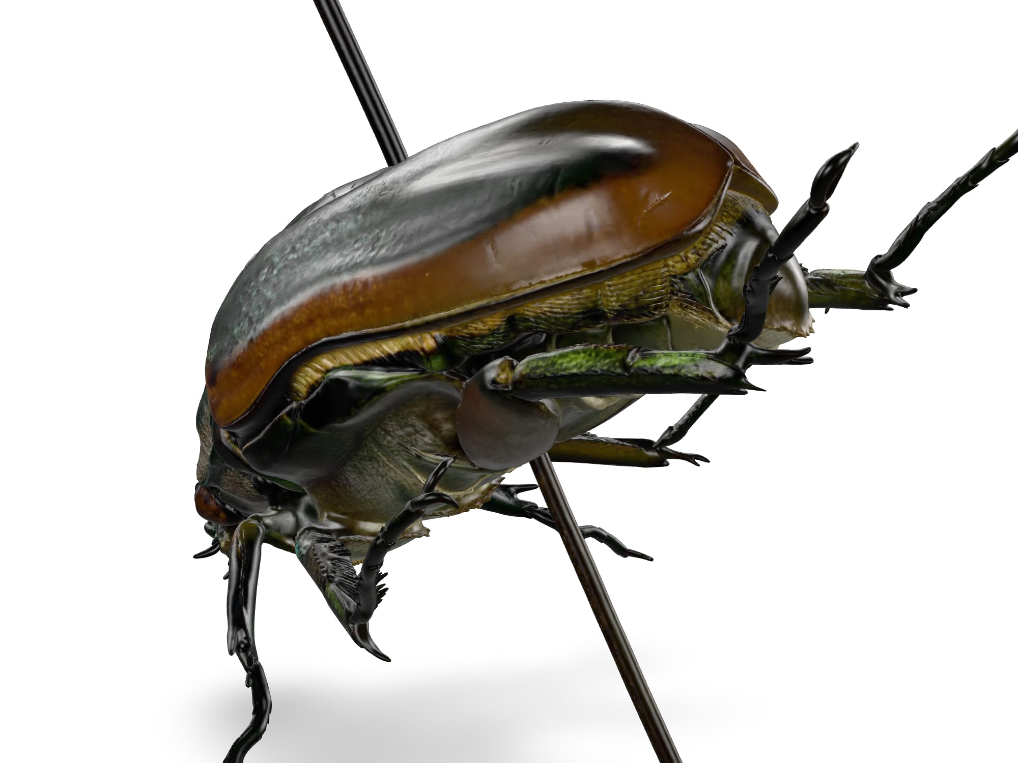 Green beetle