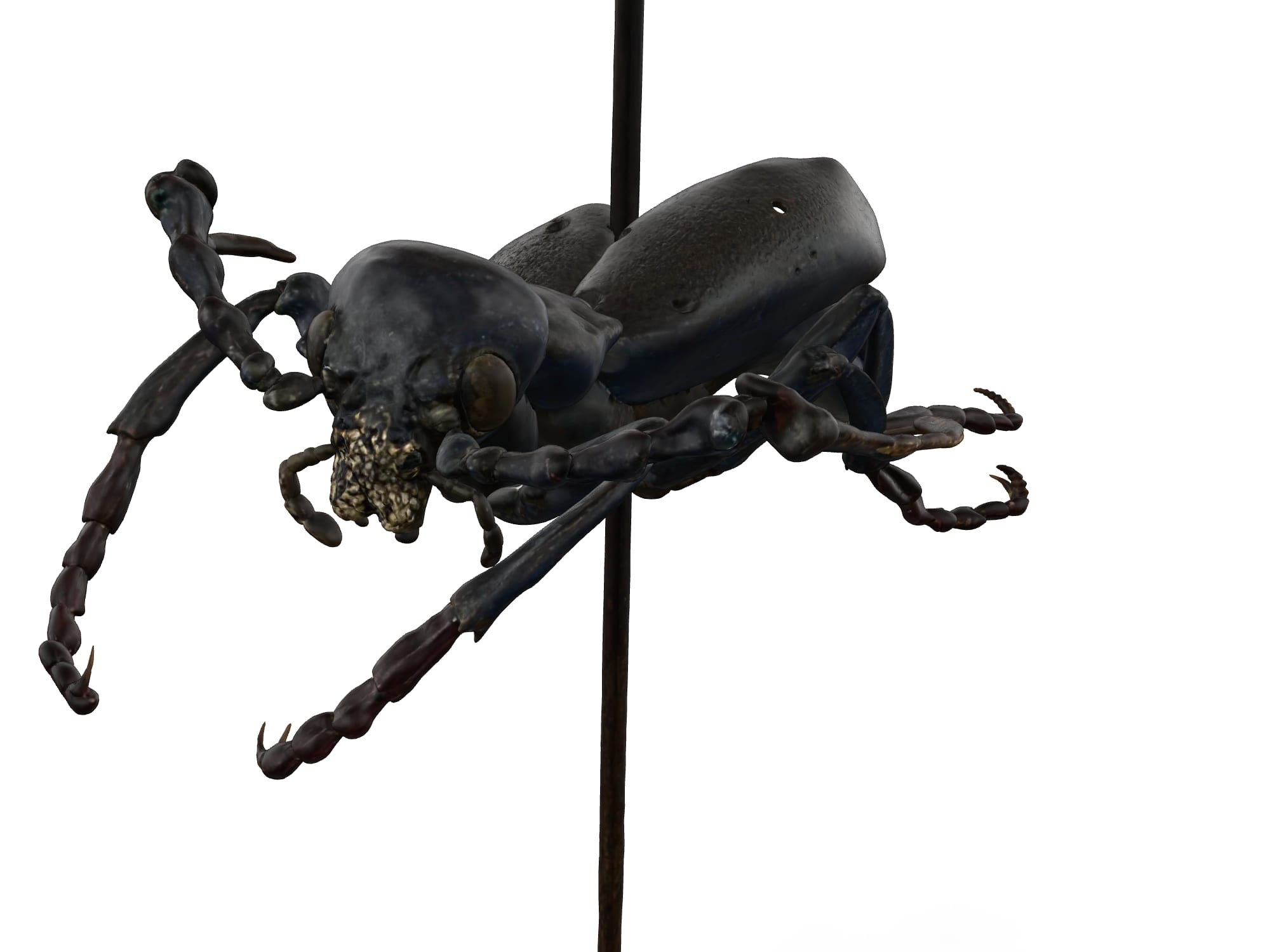 Beetle