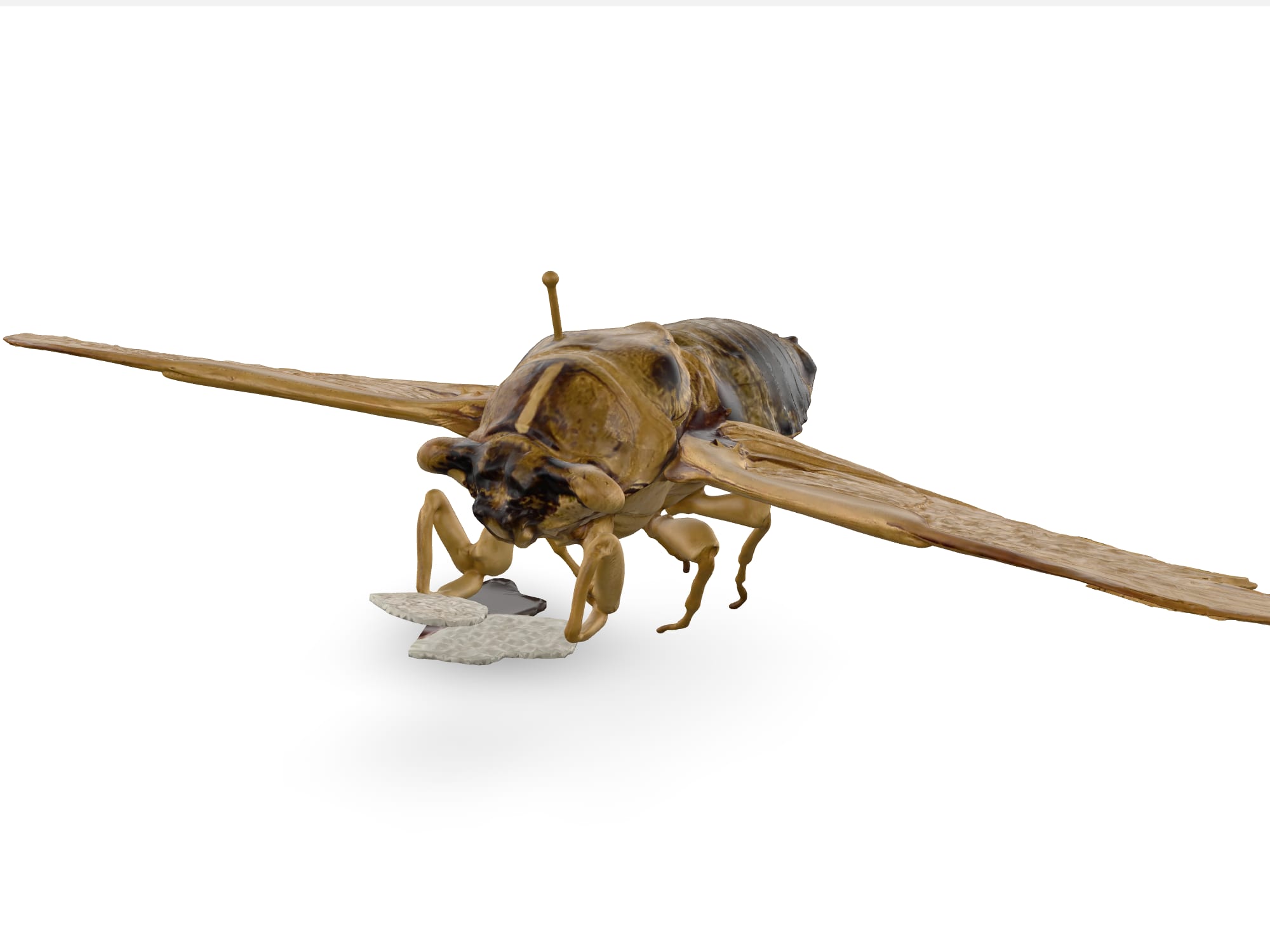 Cicada