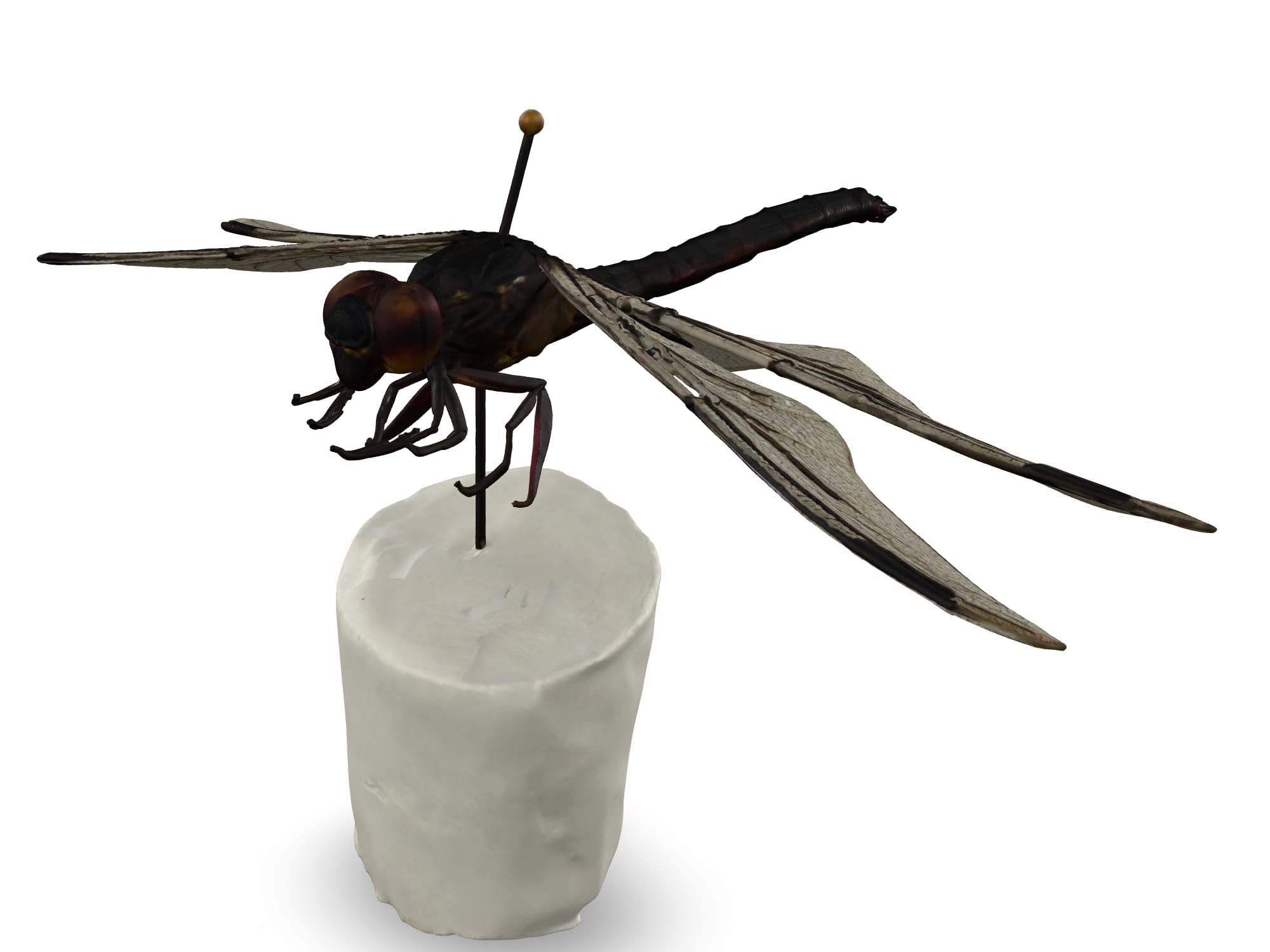 Dragonfly (second specimen)