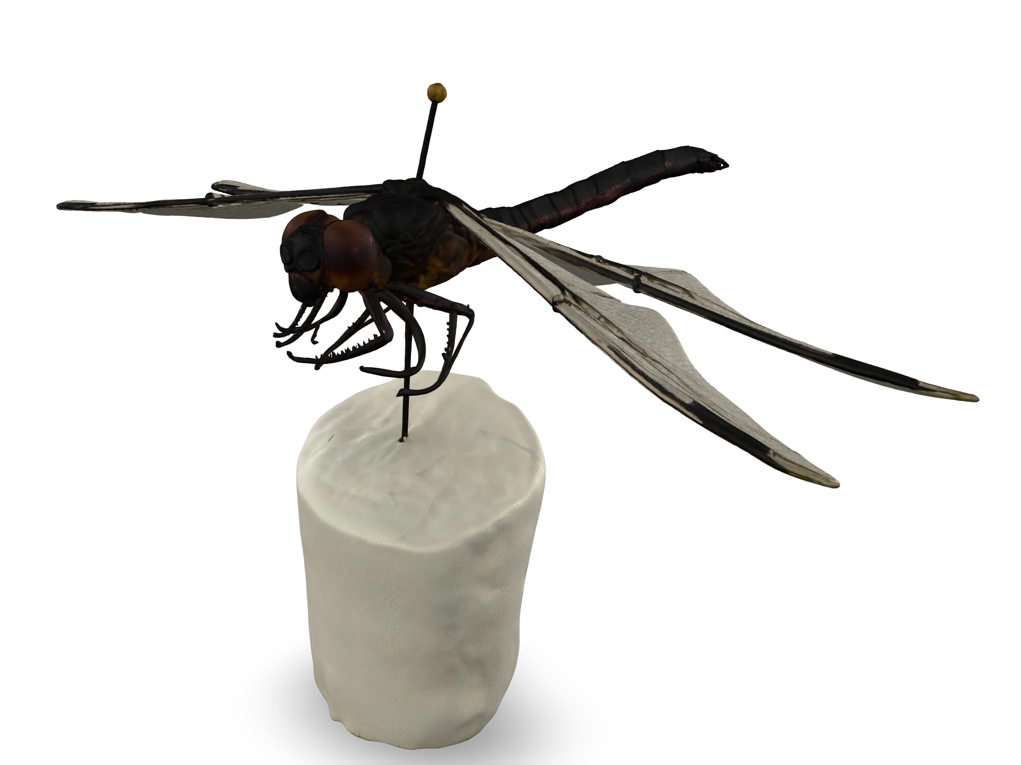 Dragonfly