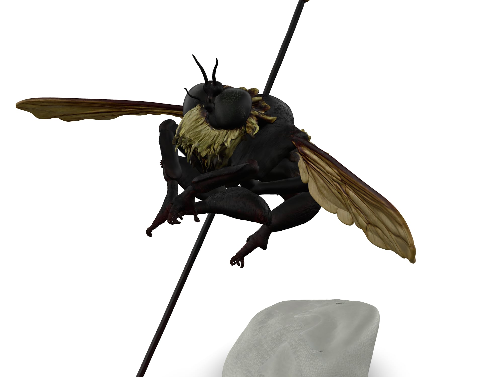 Hairy fly