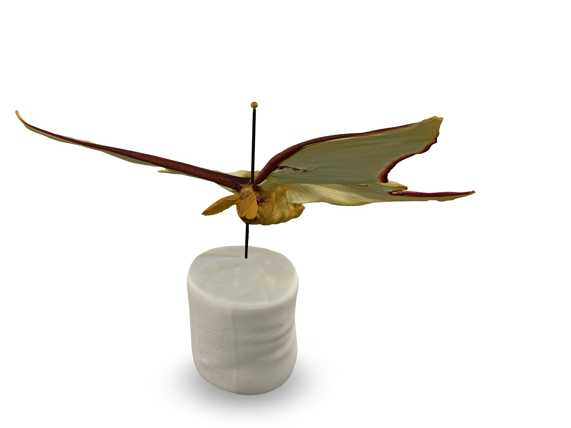 Luna moth