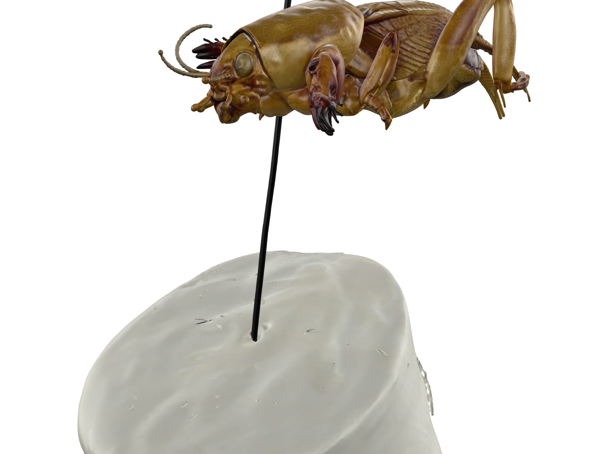 Mole cricket
