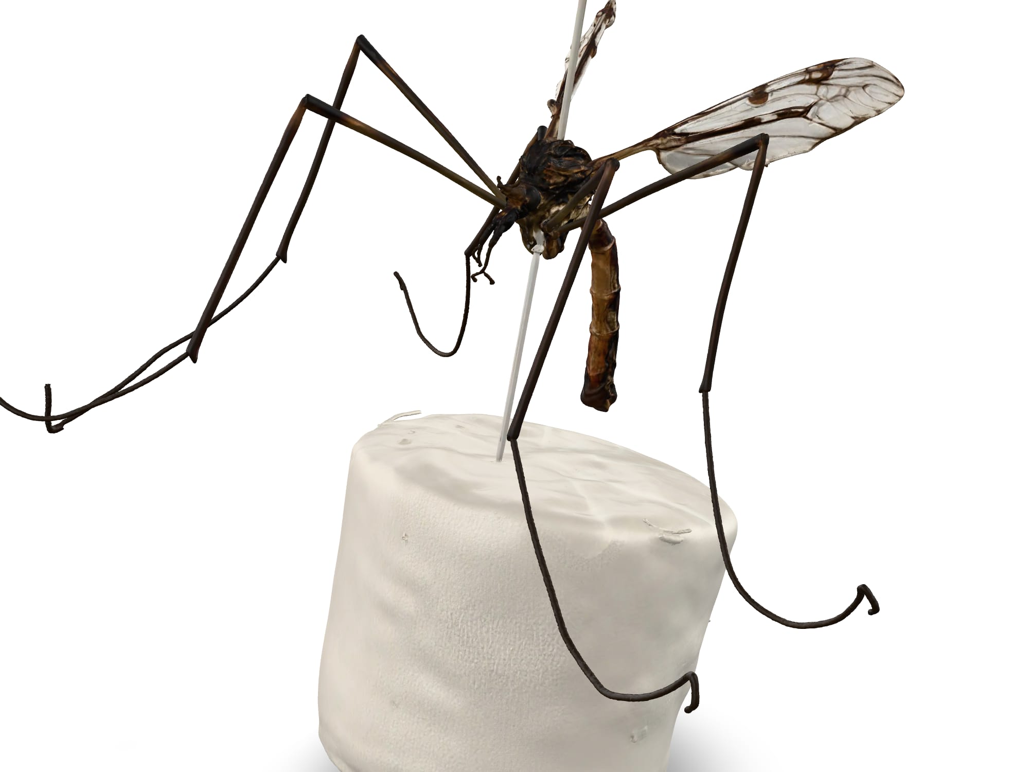 Mosquito