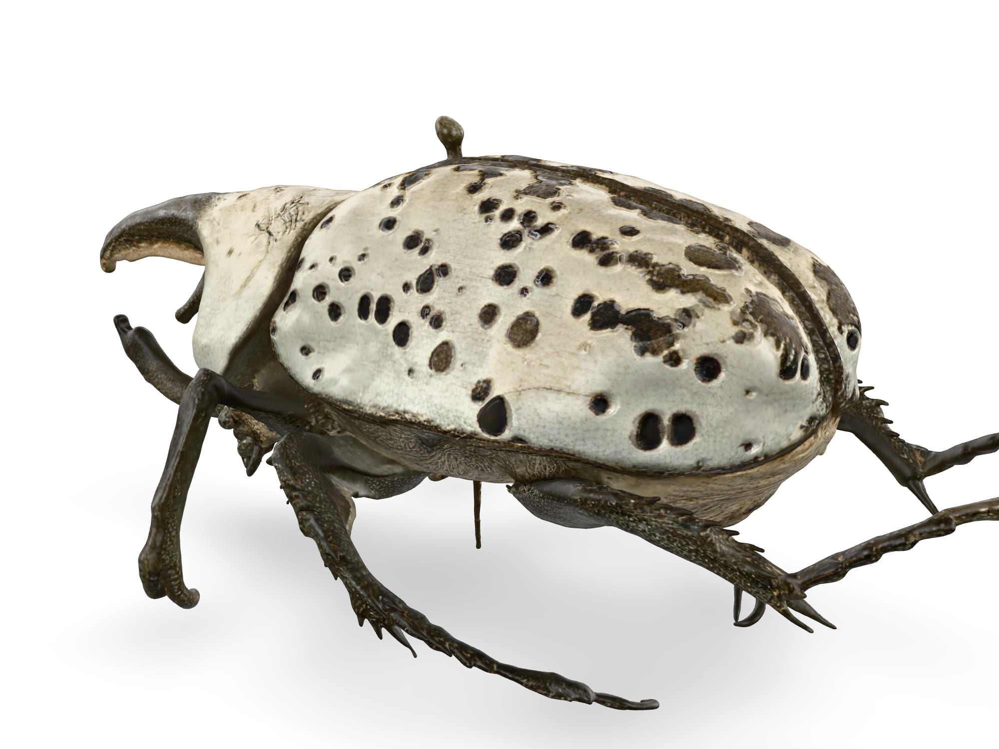 Spotted stag beetle