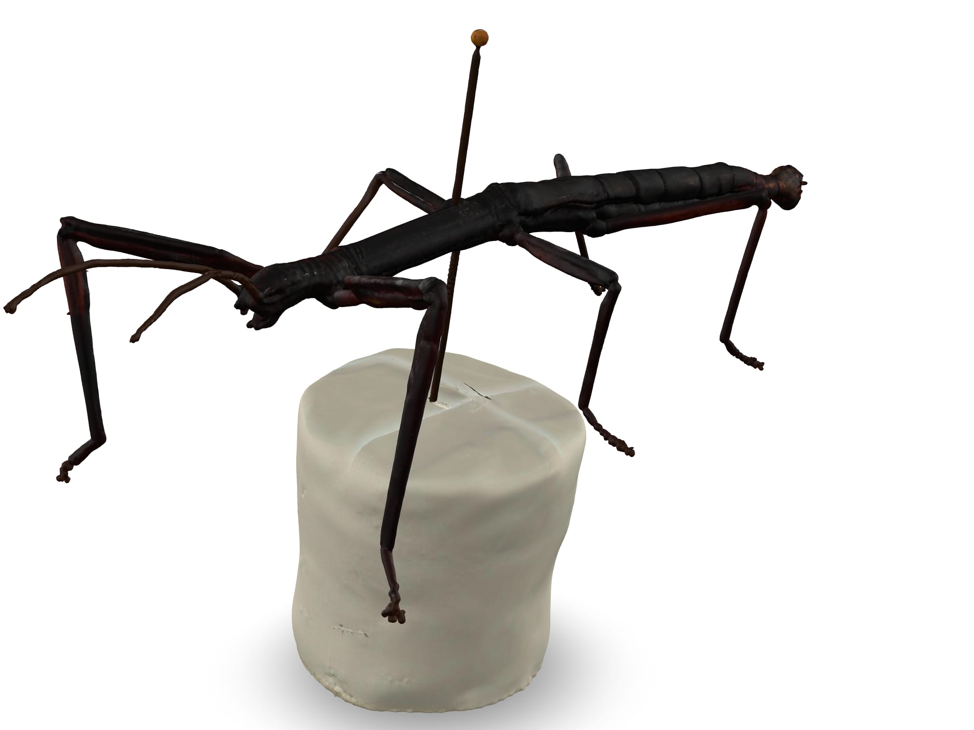 Stick insect