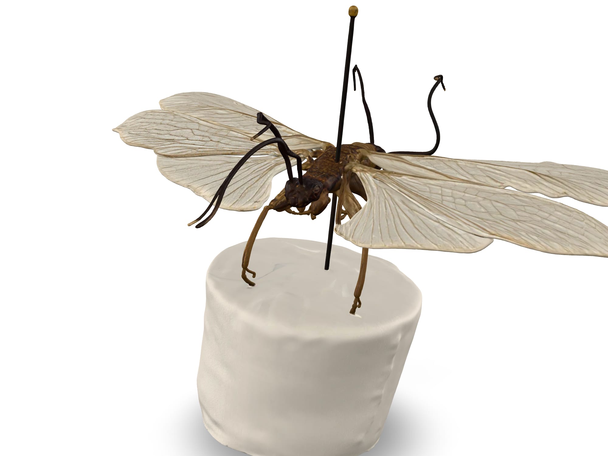 Stonefly