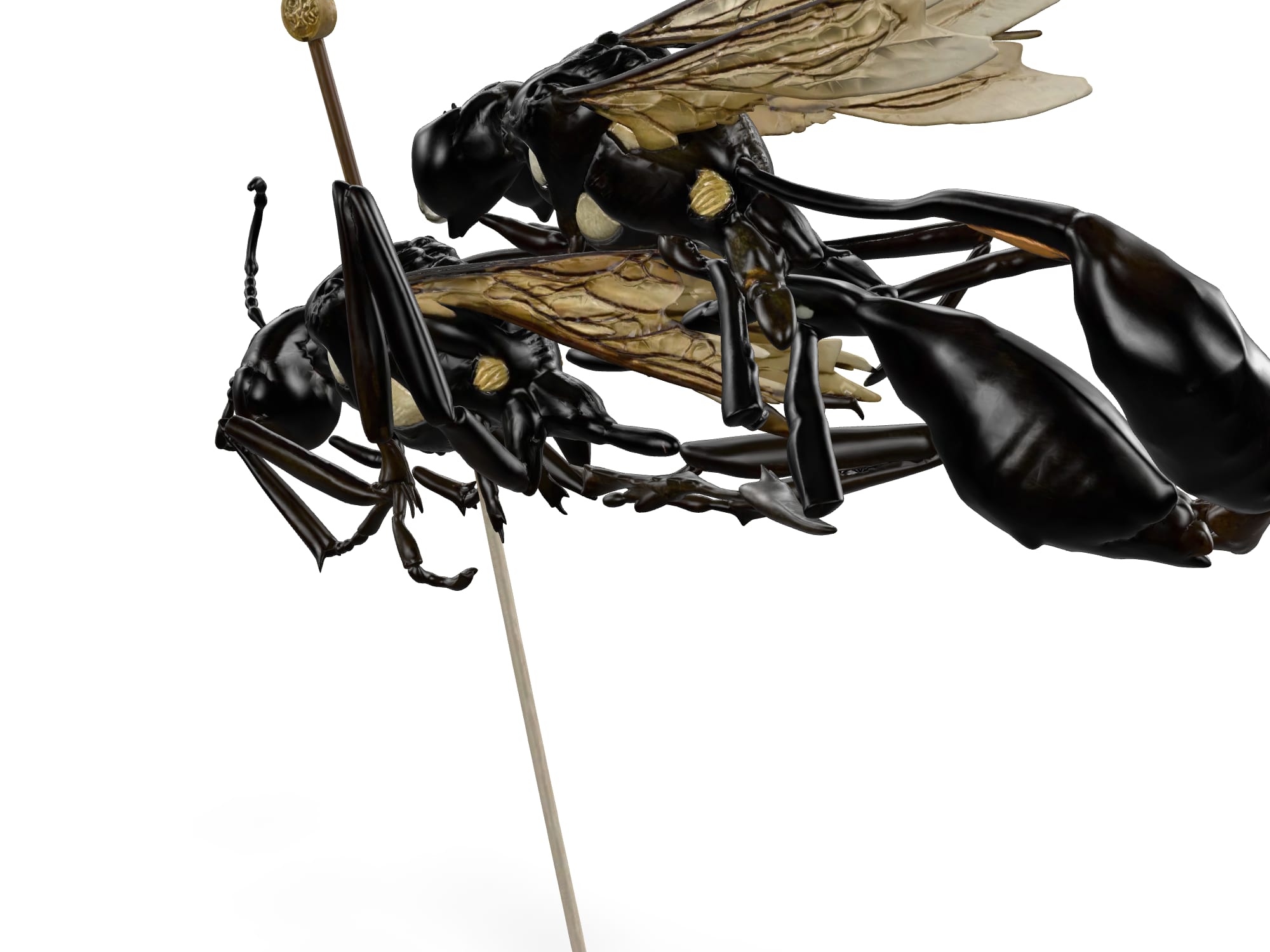 Pair of wasps
